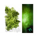 #18 "M.oldavite 18:9"  