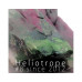 #8 EDP80HELIOTROPE-1  Heliotrope 